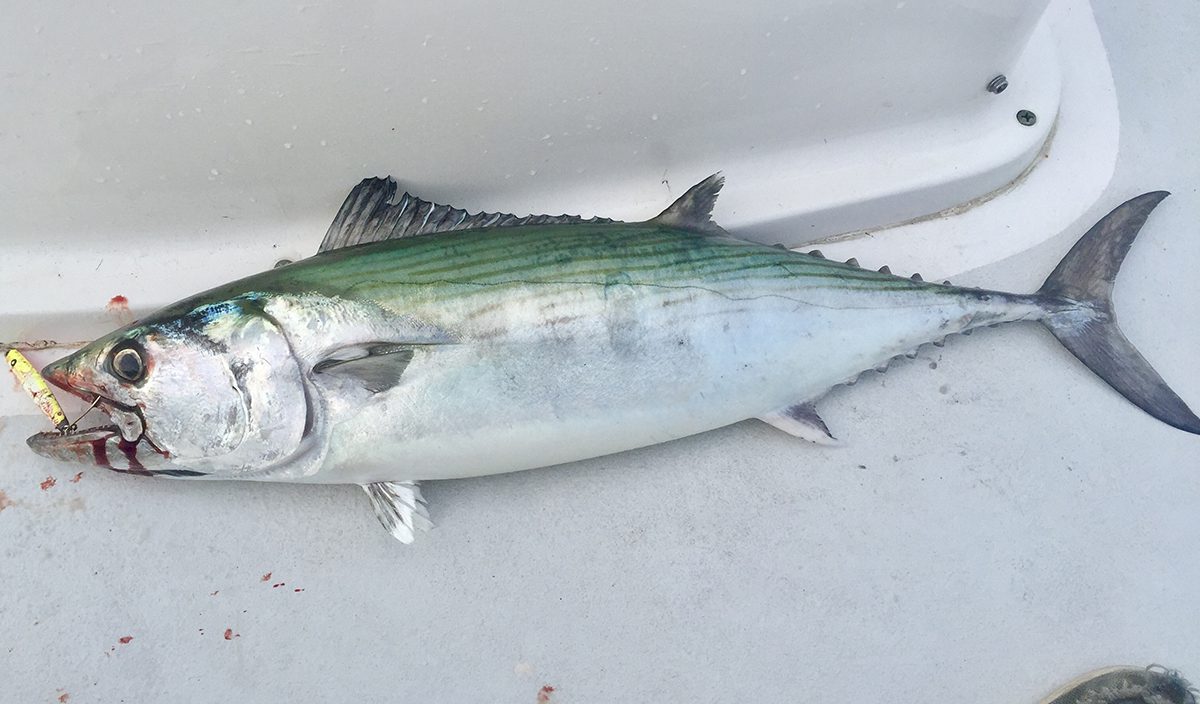 Atlantic bonito is a popular fish to target while trolling. Photo: Gordon Churchill