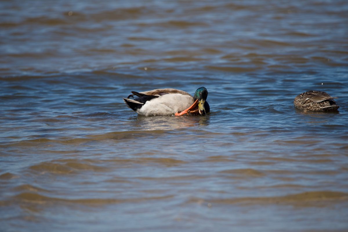 Two mallards in a small cove. The drake kept bringing its foot to its head in what appeared to be an attempt to scratch something by his beak. Photo: Kip Tabb