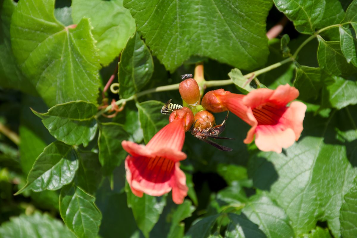 Trumpet vines. Photo: Kip Tabb