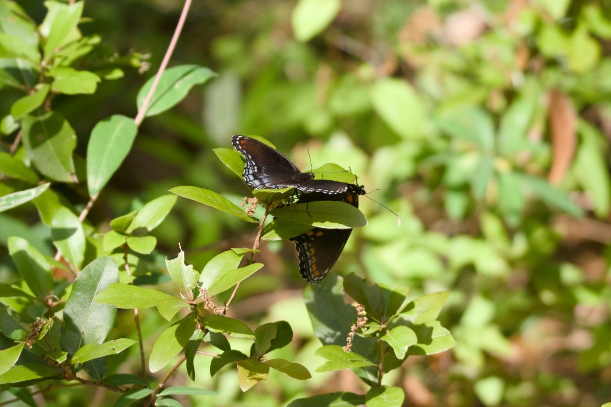 The trumpet vines are just one of many flowering plants in Jockey’s Ridge. Two red spotted butterflies rest in the foliage of a flowering plant.