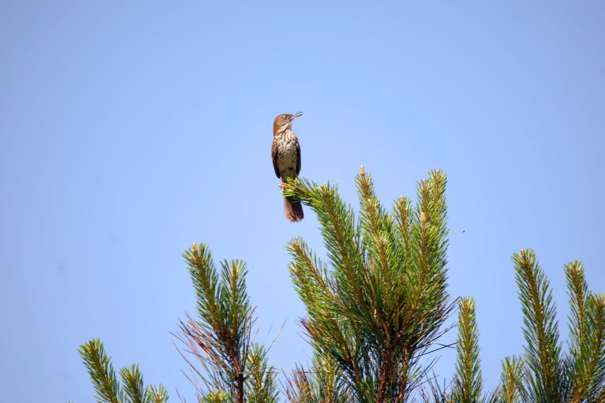 a brown thrush perches on top of a pine tree singing loudly (!) for a mate in the spring. Photo: Kip Tabb