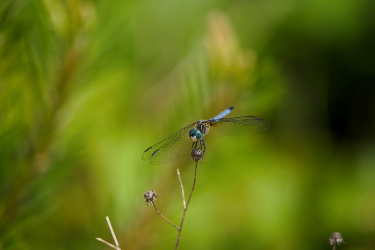 A bar-winged skimmer. Photo: Kip Tabb