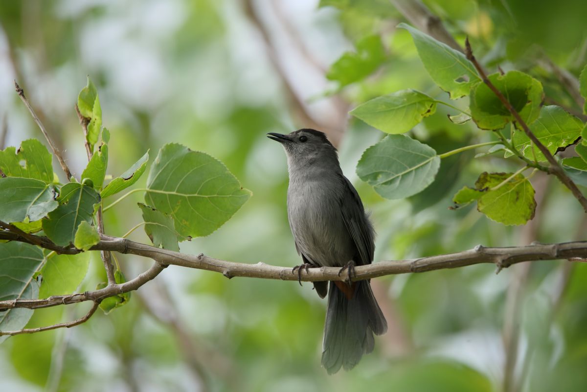 Gray catbird tucks away on a branch. Photo: Kip Tabb