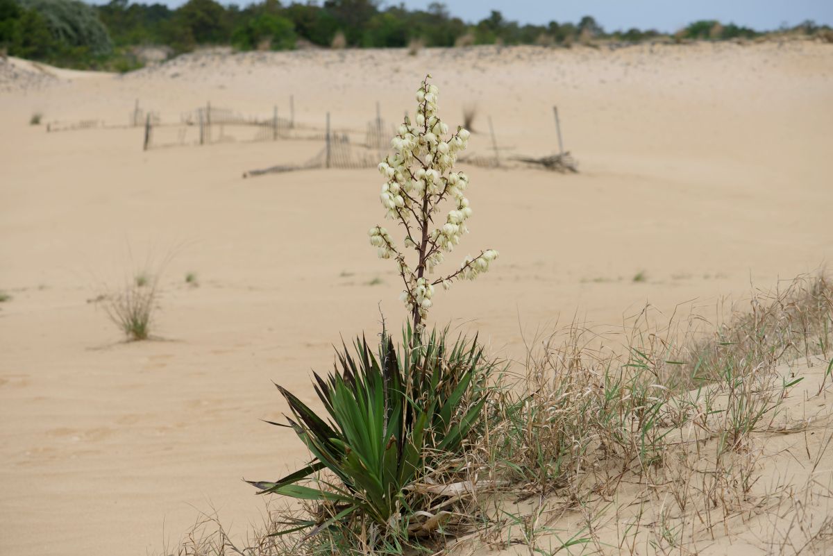 A mound lily yucca. Kip Tabb
