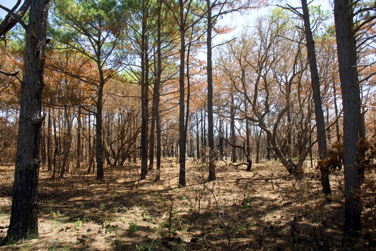 A large thicket shows evidence of a prescribed burn in April. Photo: Kip Tabb