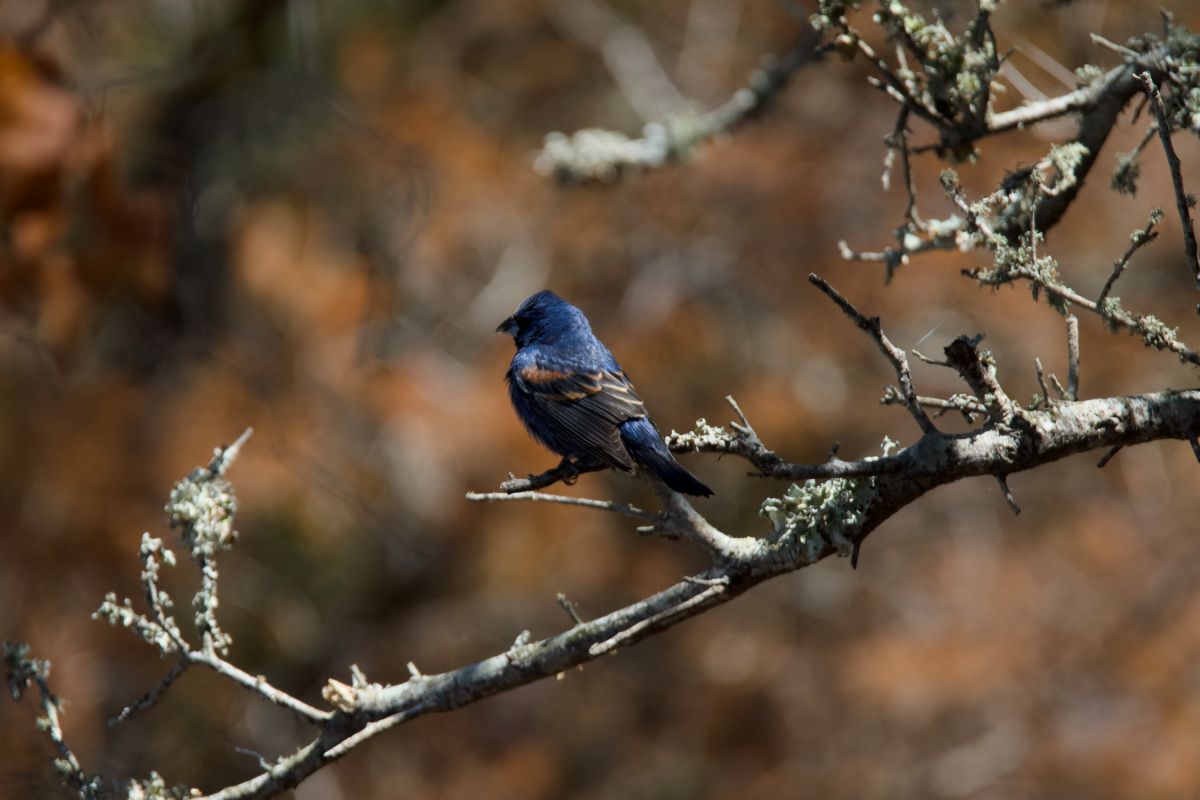 A blue grosbeak. Photo: Kip Tabb