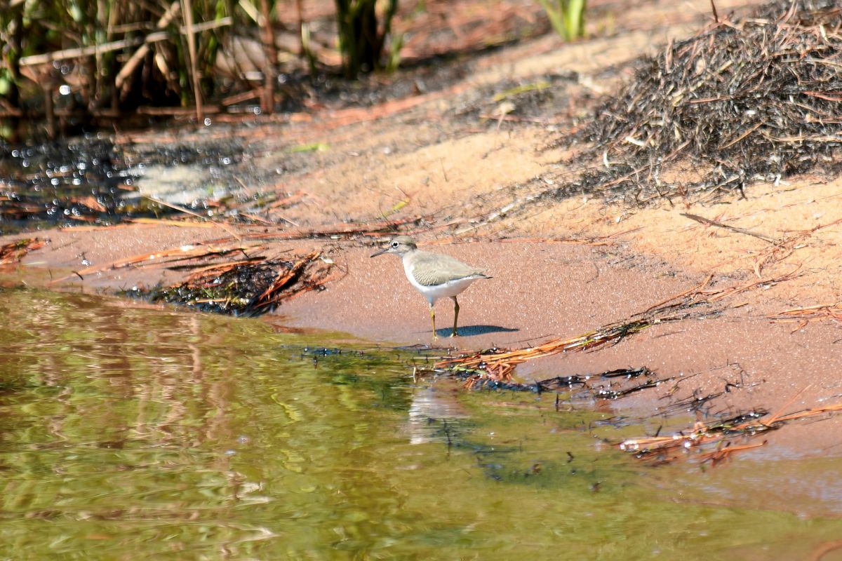A spotted sandpiper at the water’s edge in spring. Photo: Kipp Tabb