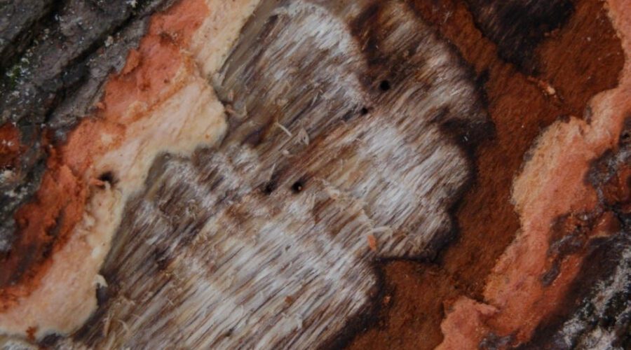 Tree shows signs of laurel wilt disease. Photo: Alabama Forestry Commission