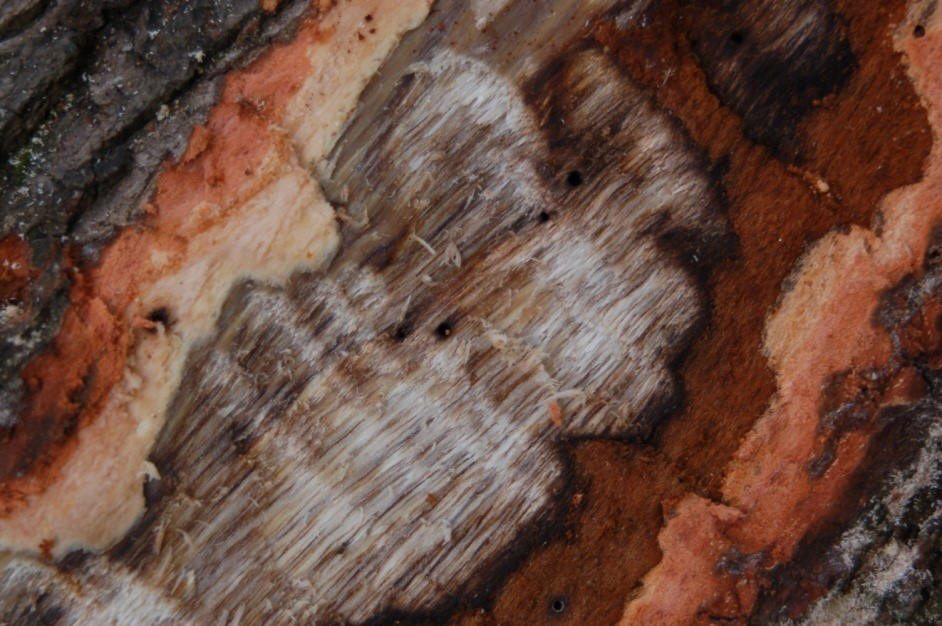 Tree shows signs of laurel wilt disease. Photo: Alabama Forestry Commission