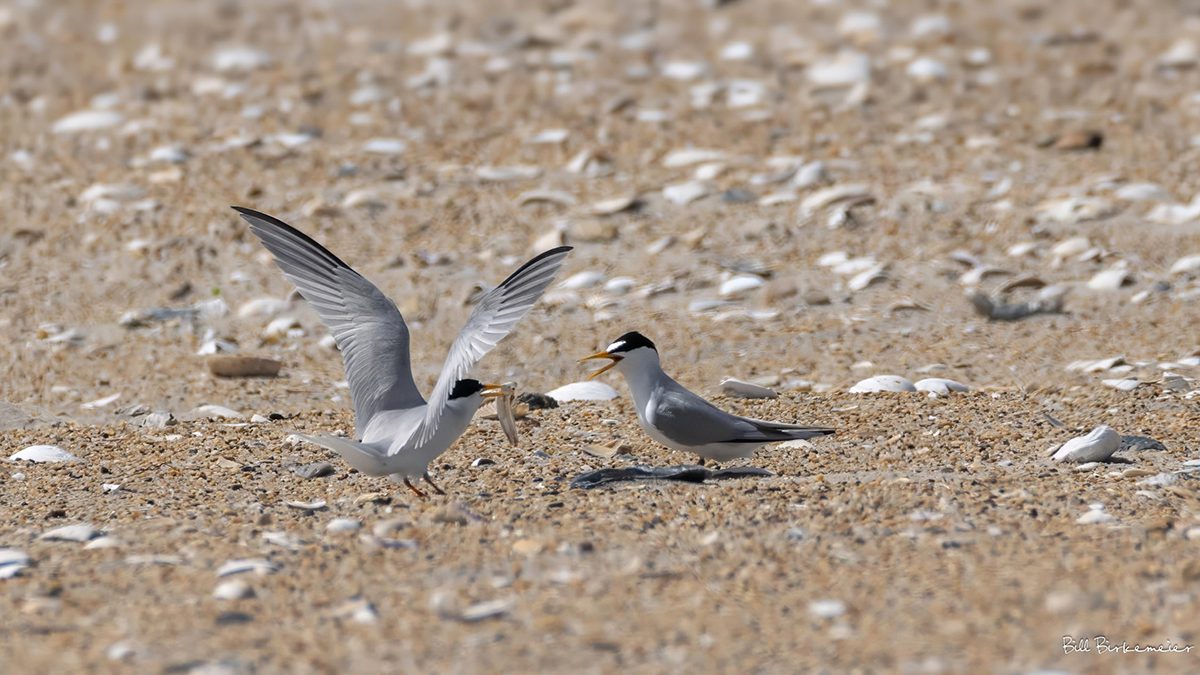 Least terns are excellent fish-catchers, and when feeding their young can deliver about two fish per hour. Males also catch and display fish during courting, which is what we assumed is going on here. There’s only one problem with that theory: After showing it to the female for a few seconds, when she finally showed interest, he flew away. Photo: Bill Birkemeier