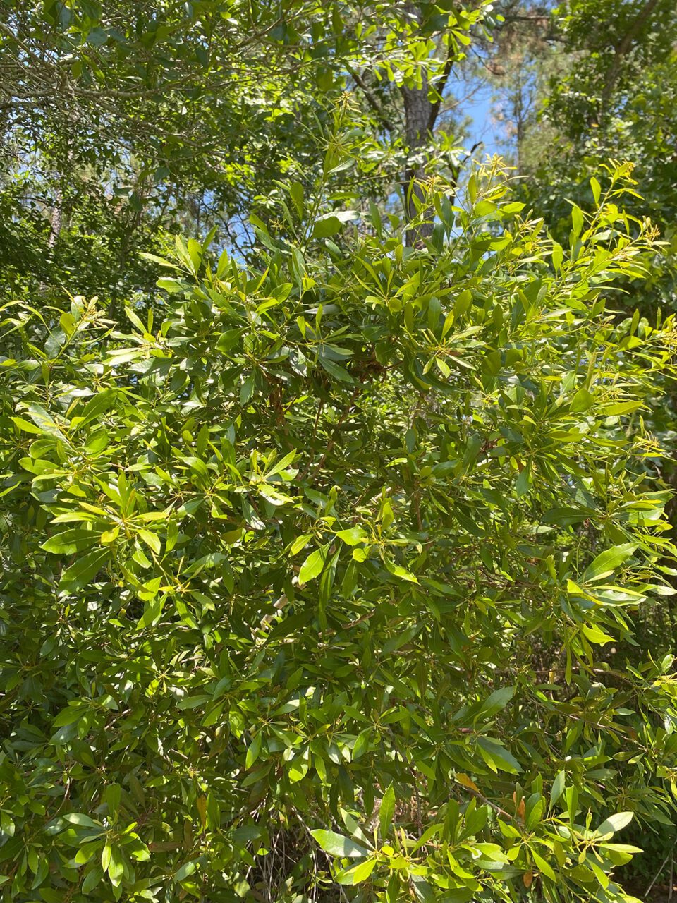 Southern wax myrtle, or Myrica cerifera, and often called "myrkle bush" locally, is a valued evergreen native. The leaves can be used as insect repellent, and the tiny berries can be painstakingly gathered and processed to make bayberry candles. Photo: Heidi Skinner