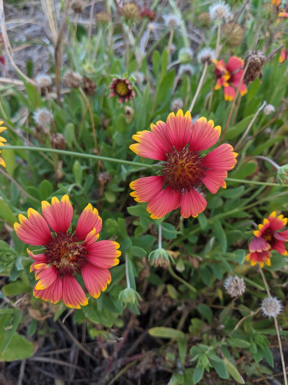 A clump of blanketflower, or Gaillardia pulchella, blooms at Cape Lookout. Photo: Heather Brameyer