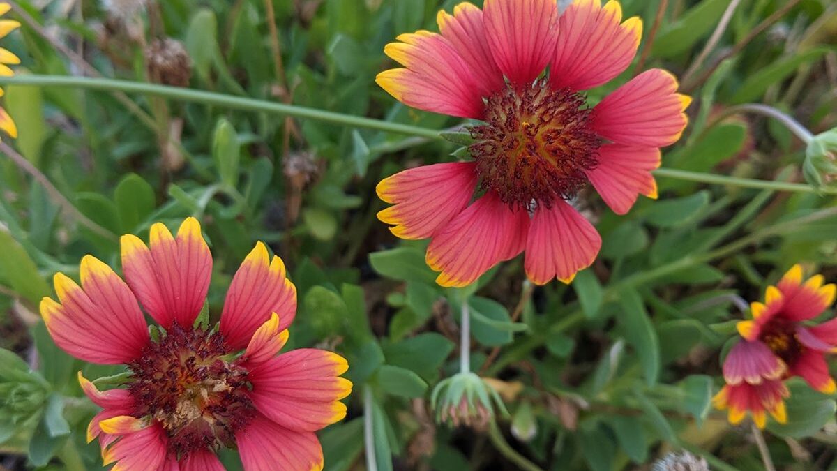A clump of blanketflower, or Gaillardia pulchella, blooms at Cape Lookout. Photo: Heather Brameyer