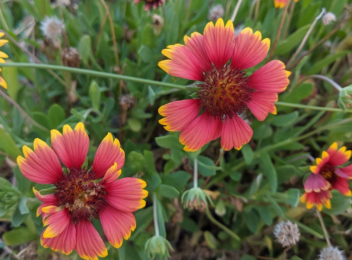 A clump of blanketflower, or Gaillardia pulchella, blooms at Cape Lookout. Photo: Heather Brameyer