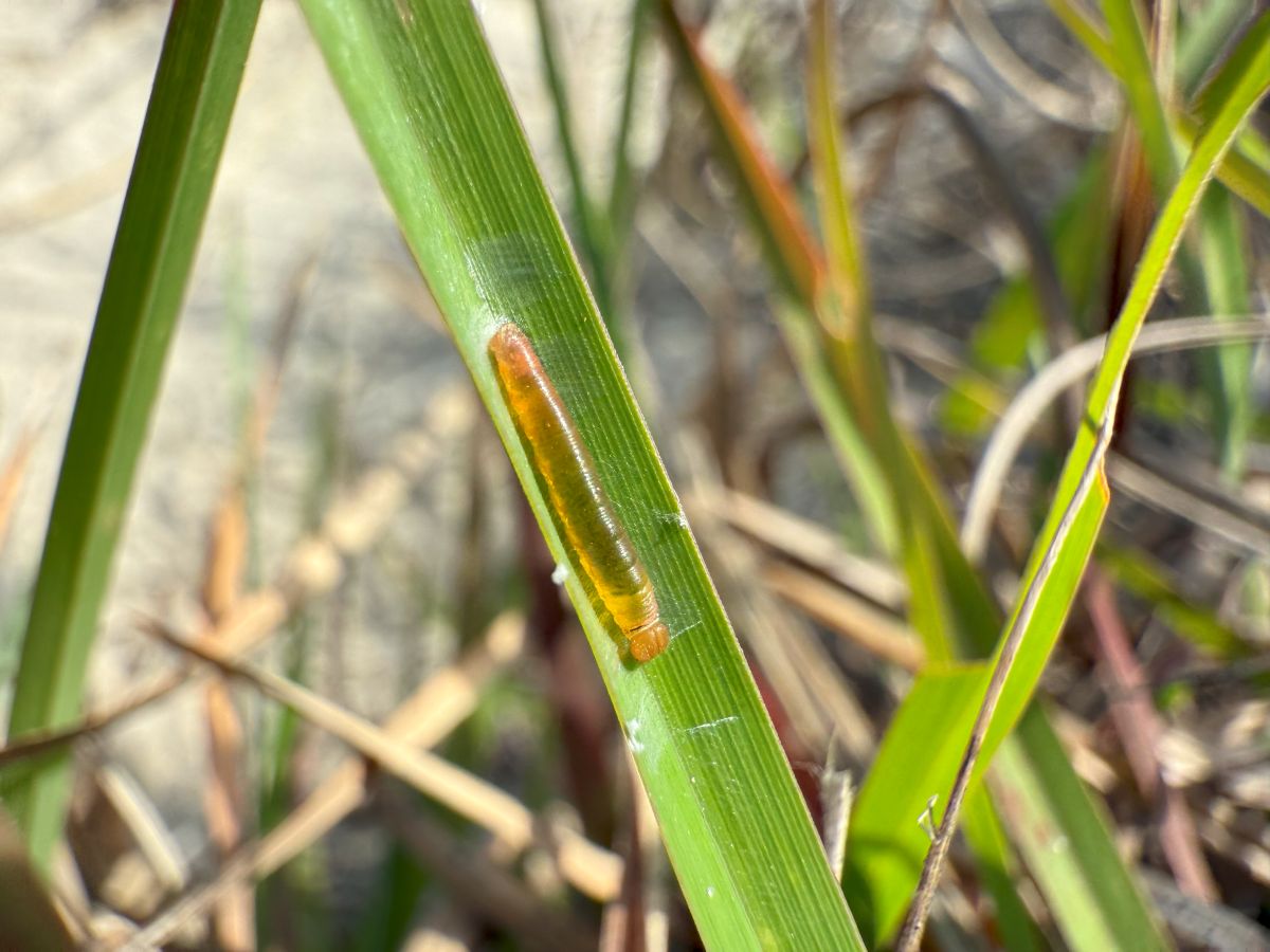 The crystal skipper, shown in its larval stage, has a lifespan of one to two weeks. Photo: Doug Rouse