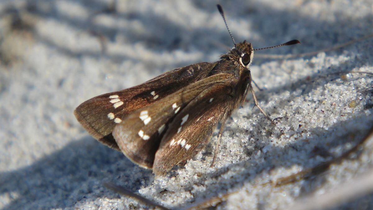 The crystal skipper, a butterfly known for its white speckled wings, can only be found on the Bogue Banks.