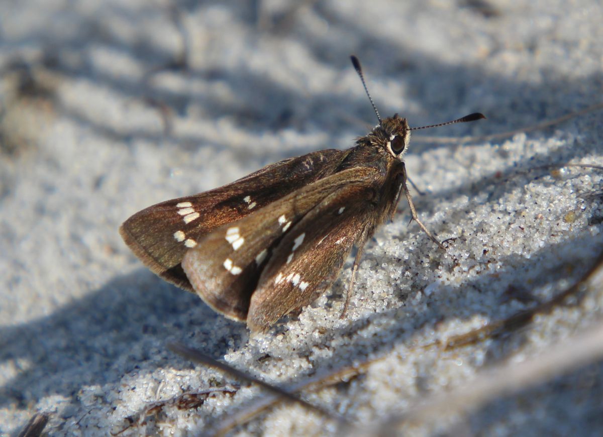 The crystal skipper, a butterfly known for its white speckled wings, can only be found on the Bogue Banks.