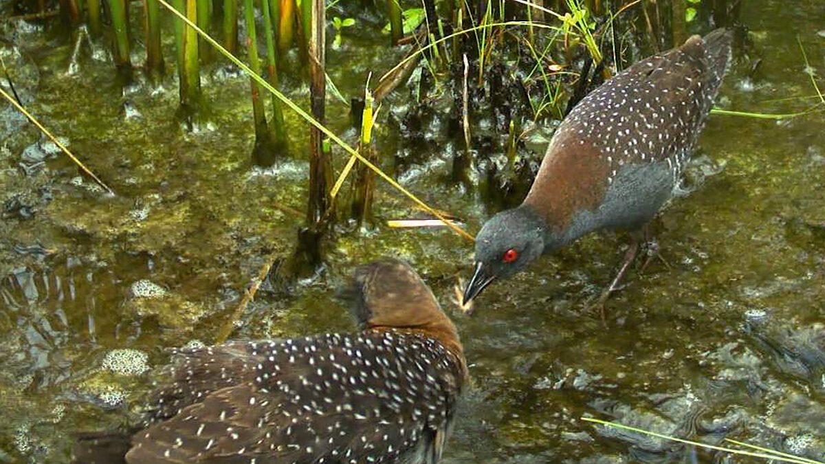 Eastern black rails, such as this pair pictured on the North Carolina Wildlife Resources Commission's proposed management plan cover, stay concealed, close to the ground in the highest part of brackish, saltwater and inland freshwater marshes -- habitat that's in trouble, biologists say. Photo: Christy Hand, South Carolina Department of Natural Resources.