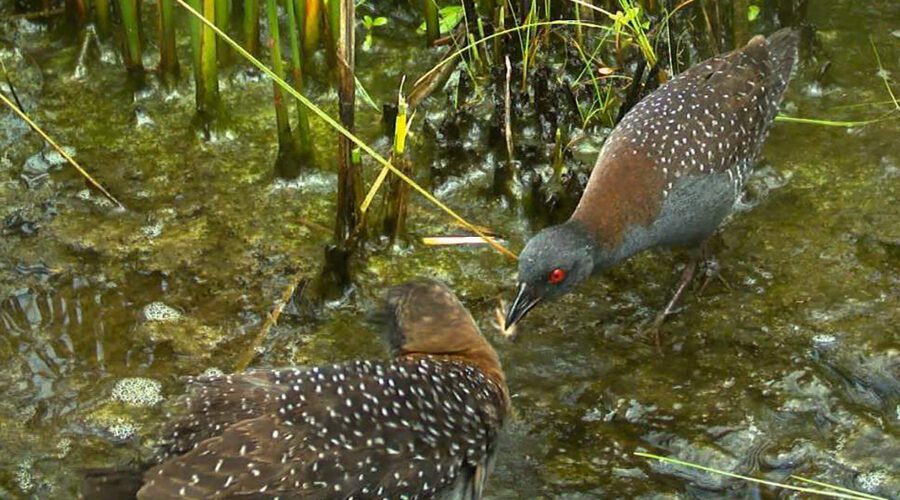 Eastern black rails, such as this pair pictured on the North Carolina Wildlife Resources Commission's proposed management plan cover, stay concealed, close to the ground in the highest part of brackish, saltwater and inland freshwater marshes -- habitat that's in trouble, biologists say. Photo: Christy Hand, South Carolina Department of Natural Resources.