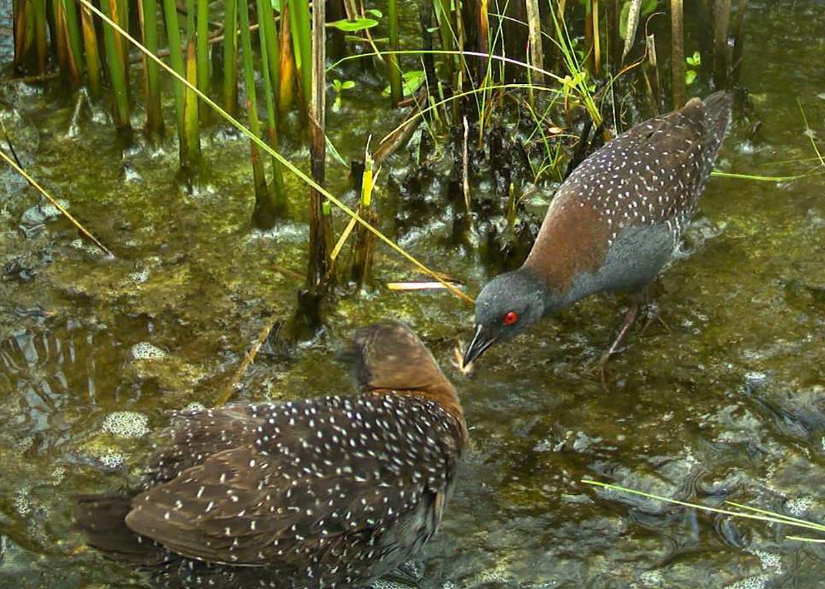 Eastern black rails, such as this pair pictured on the North Carolina Wildlife Resources Commission's proposed management plan cover, stay concealed, close to the ground in the highest part of brackish, saltwater and inland freshwater marshes -- habitat that's in trouble, biologists say. Photo: Christy Hand, South Carolina Department of Natural Resources.