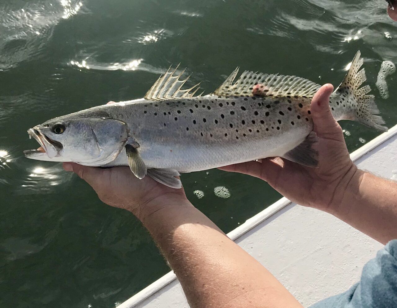 Without careful attention, you would probably not catch a nice "speck" like this. Photo: Gordon Churchill