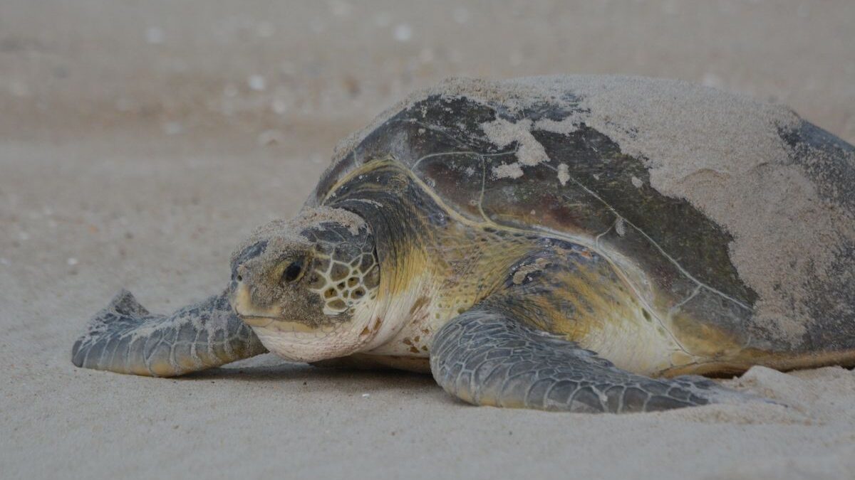 A green sea turtle returns to the ocean after laying a nest on Hatteras Island. Photo: National Park Service