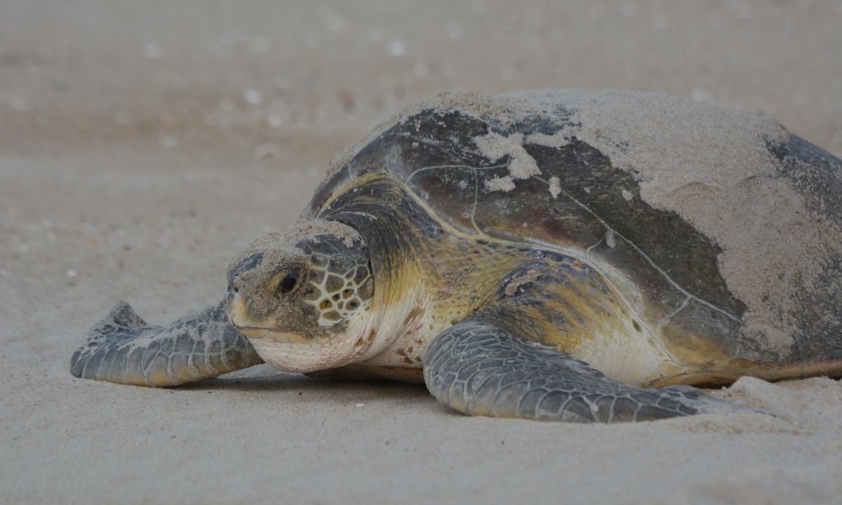 A green sea turtle returns to the ocean after laying a nest on Hatteras Island. Photo: National Park Service