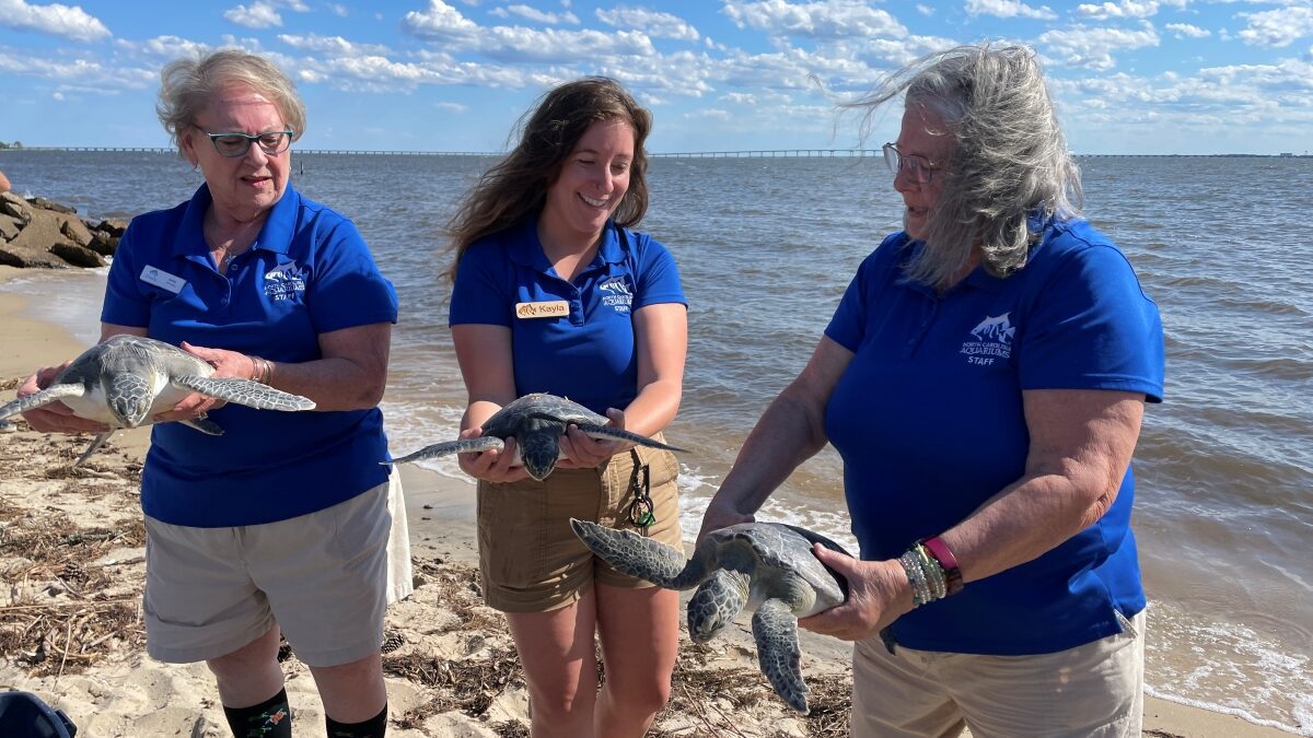 Staff from the N.C. Aquarium on Roanoke Island release May 23 long-term sea turtle patients into the Croatan Sound. Photo: NC Aquariums