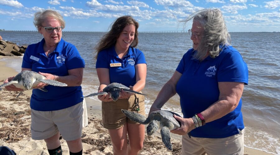 Staff from the N.C. Aquarium on Roanoke Island release May 23 long-term sea turtle patients into the Croatan Sound. Photo: NC Aquariums