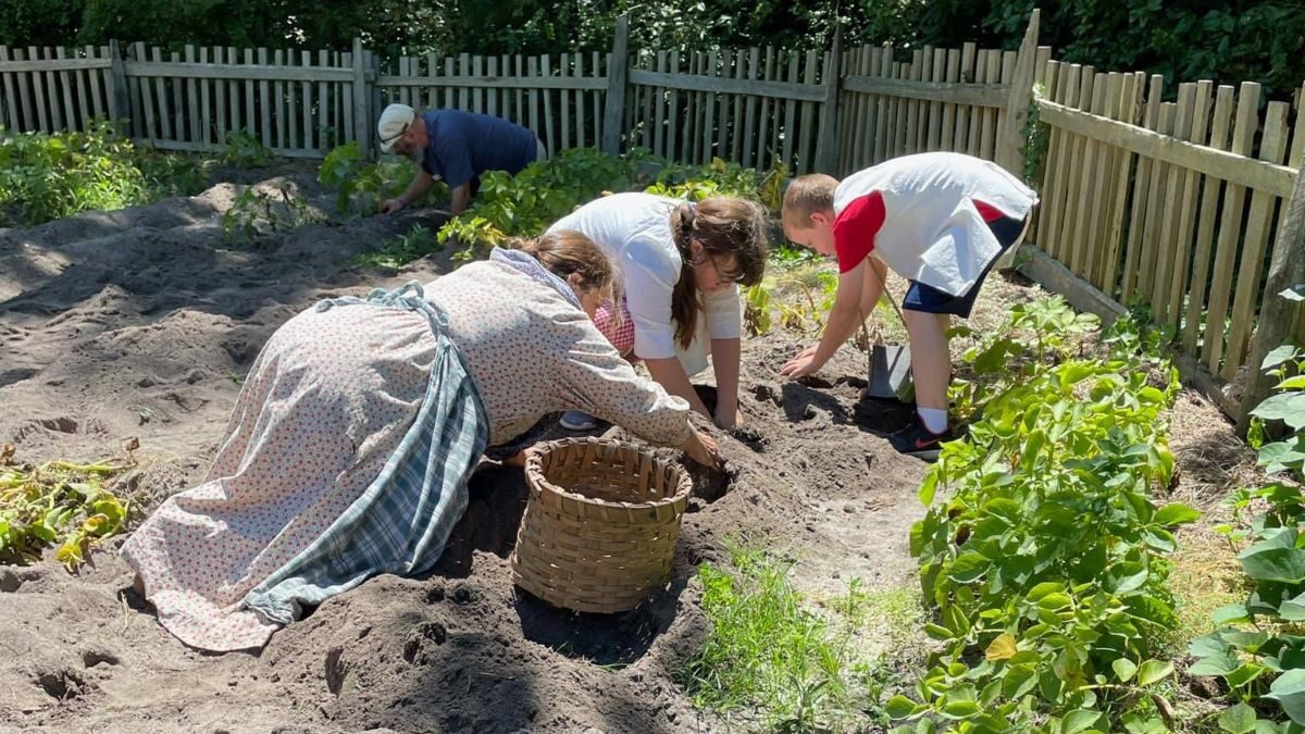 Young visitors join an historic interpreter to dig potatoes from the garden during a past Tater Day at Island Farm in Manteo. Photo: Outer Banks Conservationists