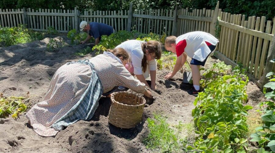 Young visitors join an historic interpreter to dig potatoes from the garden during a past Tater Day at Island Farm in Manteo. Photo: Outer Banks Conservationists