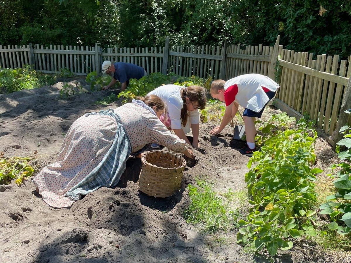 Young visitors join an historic interpreter to dig potatoes from the garden during a past Tater Day at Island Farm in Manteo. Photo: Outer Banks Conservationists
