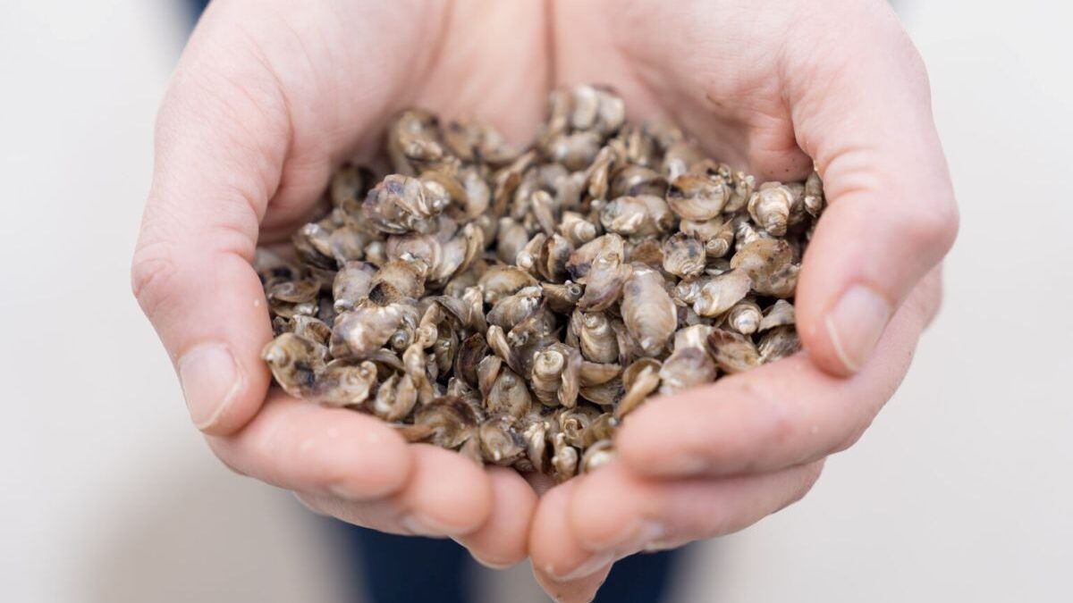 Down East Mariculture Supply owner Susan Hill holds the baby oysters they sell to farmers. The facility in Smyrna is one of the operations featured in the exhibit. Photo: Justin Kase Conder