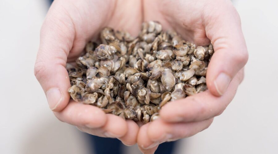 Down East Mariculture Supply owner Susan Hill holds the baby oysters they sell to farmers. The facility in Smyrna is one of the operations featured in the exhibit. Photo: Justin Kase Conder