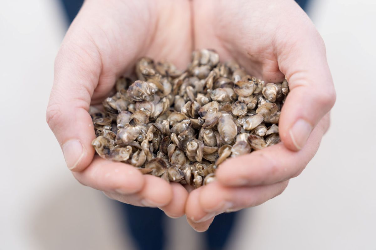 Down East Mariculture Supply owner Susan Hill holds the baby oysters they sell to farmers. The facility in Smyrna is one of the operations featured in the exhibit. Photo: Justin Kase Conder