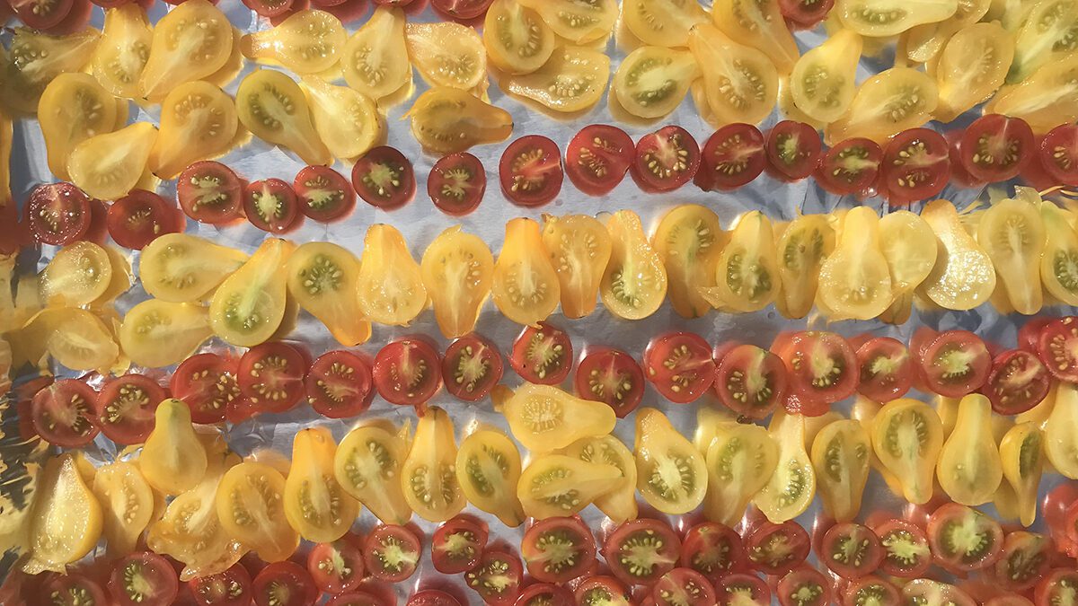 Drying cherry and pear tomatoes like these can be a colorful experience. Photo: Heidi Skinner