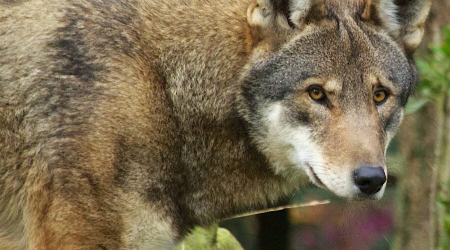 A captive red wolf. Photo: B. Bartel, USFWS