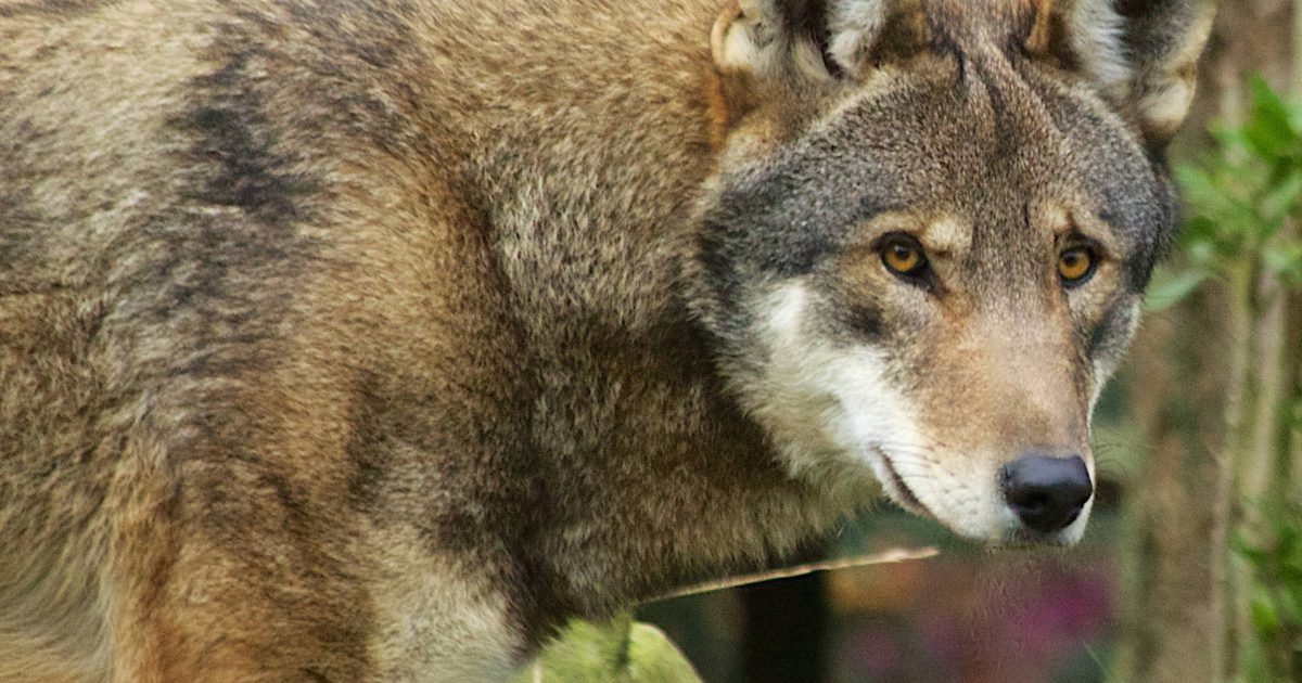A captive red wolf. Photo: B. Bartel, USFWS