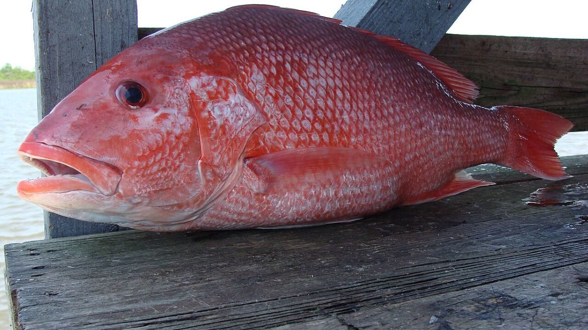 Red snapper. Photo: Geeklikepi/Wikimedia
