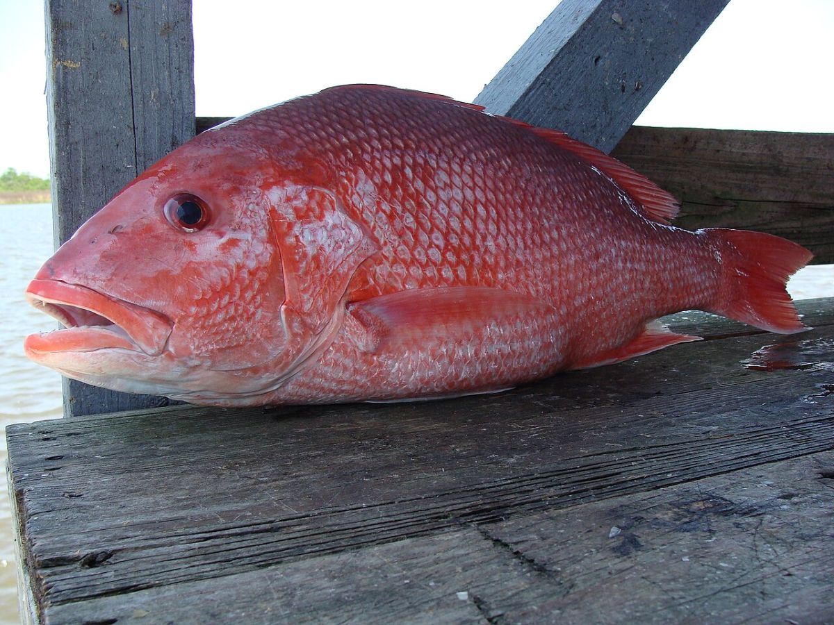 Red snapper. Photo: Geeklikepi/Wikimedia