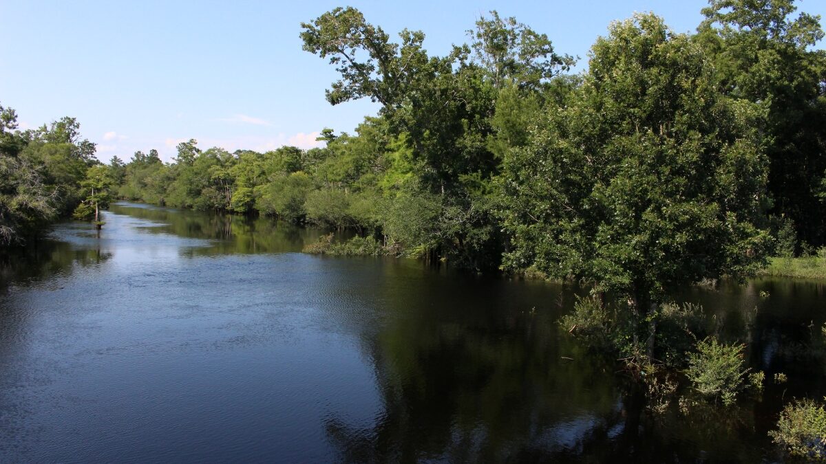 The Waccamaw River just south of the community of Old Dock, an area A. R. Ammons memorialized in his poetry. Photo: Jonathan Pattishal)