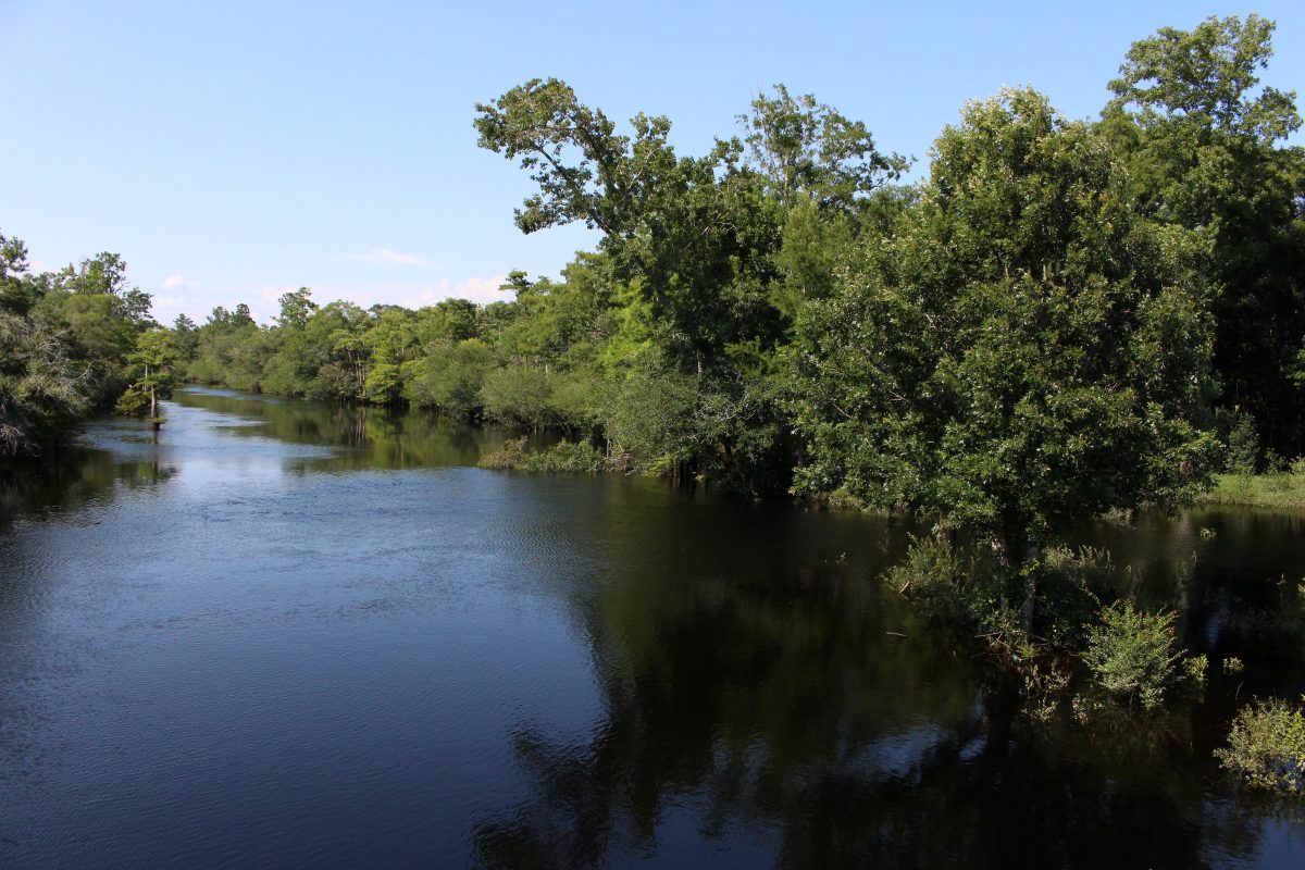 The Waccamaw River just south of the community of Old Dock, an area A. R. Ammons memorialized in his poetry. Photo: Jonathan Pattishal)