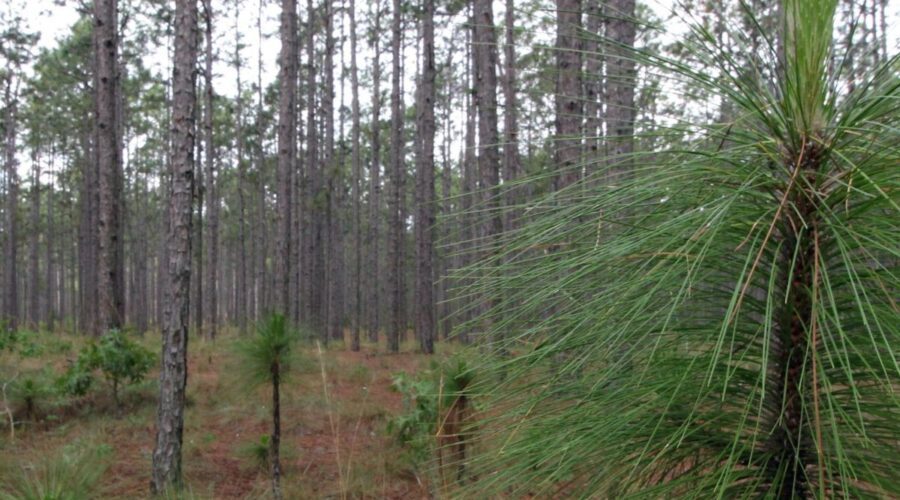 Bladen Lakes State Forest, the study site for North Carolina near Elizabethtown, in Bladen County, is expected to have a fair 2025 crop with an average of 27 cones per tree this fall. Photo: N.C. Forest Service