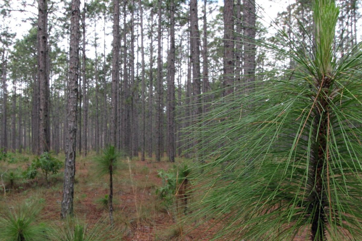 Bladen Lakes State Forest, the study site for North Carolina near Elizabethtown, in Bladen County, is expected to have a fair 2025 crop with an average of 27 cones per tree this fall. Photo: N.C. Forest Service