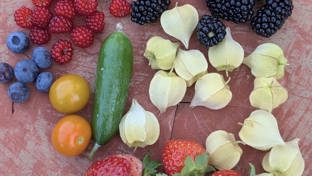 A colorful harvest of fruits and vegetables picked at the peak of ripeness. Photo: Heather Brameyer