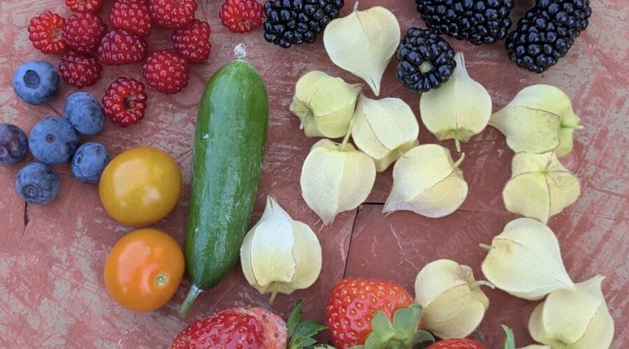 A colorful harvest of fruits and vegetables picked at the peak of ripeness. Photo: Heather Brameyer