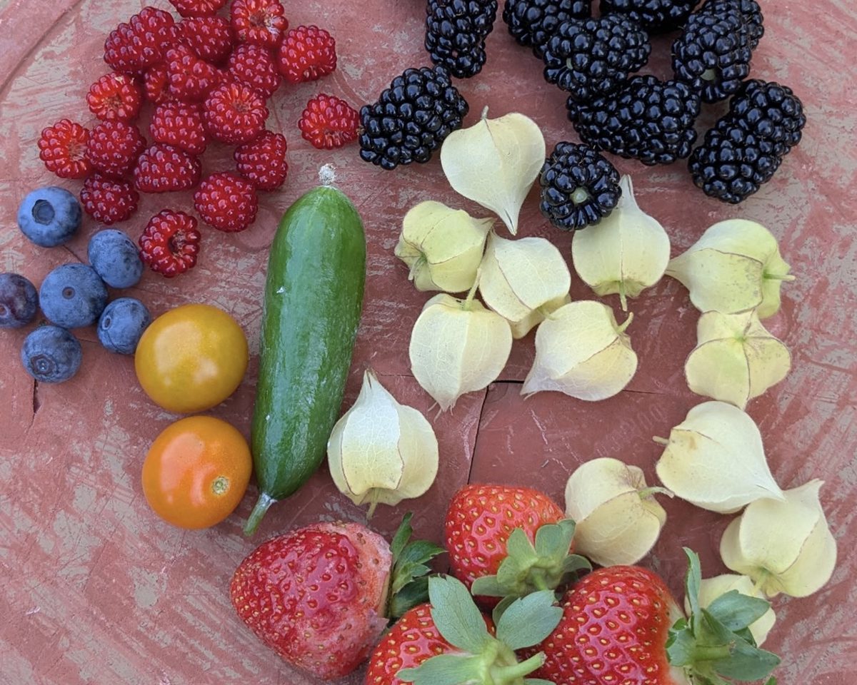 A colorful harvest of fruits and vegetables picked at the peak of ripeness. Photo: Heather Brameyer
