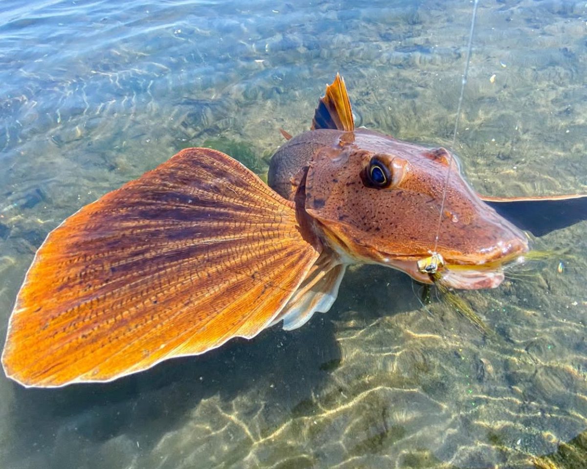The sea robin is primarily a bottom feeder but can be caught on almost any kind of lure or fly. Photo: Sergio Diaz