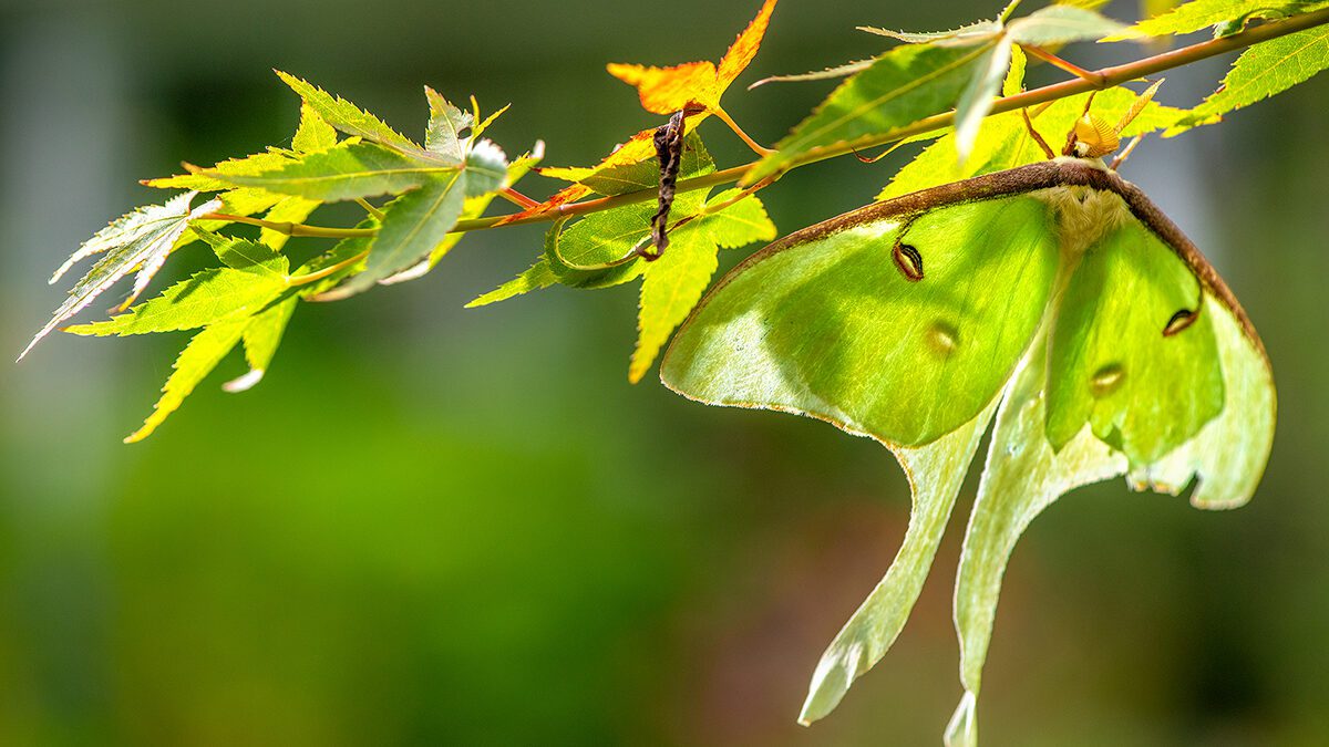 A male luna moth finds a perch in the branches of a Japanese maple near Russell Creek in Beaufort. Photo: Dylan Ray