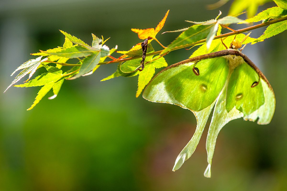 A male luna moth finds a perch in the branches of a Japanese maple near Russell Creek in Beaufort. Photo: Dylan Ray